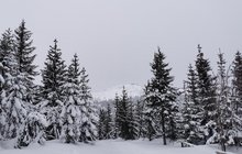 Widok na górę Śnieżkę w lesie ze śniegiem fot. Marta Pabiańska PLK