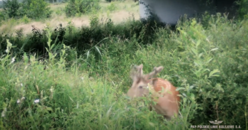 Kadr z filmu: Zwierzęta przy liniach kolejowych pod czujnym okiem kamer