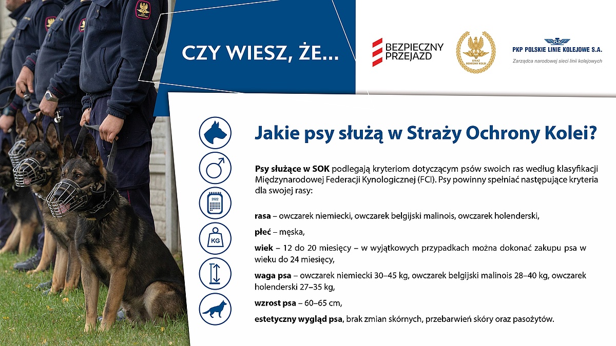 Infografika: Jakie psy służą w Straży Ochrony Kolei? Psy służące w SOK podlegają kryteriom dotyczącym psów swoich ras według klasyfikacji Międzynarodowej Federacji Kynologicznej (FCI). Psy powinny spełniać następujące kryteria dla swojej rasy: • rasa – owczarek niemiecki, owczarek belgijski malinois, owczarek holenderski, • płeć – męska, • wiek – 12 do 20 miesięcy – w wyjątkowych przypadkach można dokonać zakupu psa w wieku do 24 miesięcy, • waga psa – owczarek niemiecki 30–45 kg, owczarek belgijski malinois 28–40 kg, owczarek holenderski 27–35 kg, • wzrost psa – 60–65 cm, • estetyczny wygląd psa, brak zmian skórnych, przebarwień skóry oraz pasożytów.