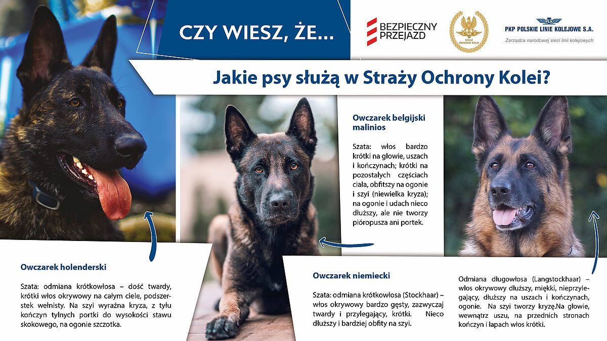 Infografika: Owczarek niemiecki Szata: odmiana krótkowłosa (Stockhaar) – włos okrywowy bardzo gęsty, zazwyczaj twardy i przylegający. Na głowie, uszach, przednich stronach kończyn i łapach włos krótki. Włos nieco dłuższy i bardziej obfity na szyi. Odmiana długowłosa (Langstockhaar) – włos okrywowy dłuższy, miękki, nieprzylegający, dłuższy na uszach i kończynach, obfite portki, obficie owłosiony ogon, z wiszącym włosem. Na głowie, wewnątrz uszu, na przednich stronach kończyn i łapach włos krótki. Dłuższy i bardziej obfity na szyi, tworzy kryzę. Owczarek belgijski malinios Szata: włos bardzo krótki na głowie, uszach i kończynach; krótki na pozostałych częściach ciała, obfitszy na ogonie i szyi (niewielka kryza); na ogonie i udach nieco dłuższy, ale nie tworzy pióropusza ani portek. Owczarek holenderski Szata: odmiana krótkowłosa – dość twardy, krótki włos okrywowy na całym ciele, podszerstek wełnisty. Na szyi wyraźna kryza, z tyłu kończyn tylnych portki do wysokości stawu skokowego, na ogonie szczotka.